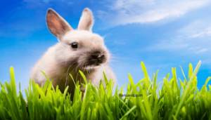 Descubre el profundo significado bíblico del conejo: una lección de sabiduría y humildad