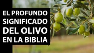 Que Significa El Color Verde Olivo En La Biblia
